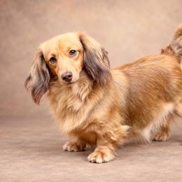 Zoey - Dachshund