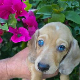 Akc Spotty - Piebald male Dachshund puppy in Tampa, Florida from Sunkissed Doxies
