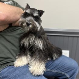 Heidi - Miniature Schnauzer