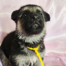 Yellow Girl - Black and cream female Shiloh Shepherd puppy in Dover, Florida from Heritage Shilohs