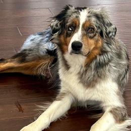 Tully May - Miniature Australian Shepherd