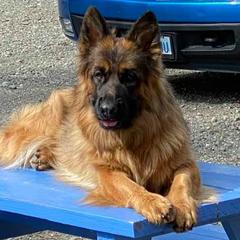 Dutch Shepherds and German Shepherds from Loves German Shepherds