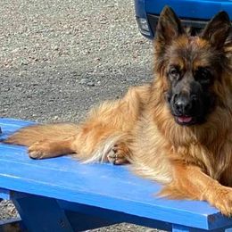 Dutch Shepherds and German Shepherds from Loves German Shepherds