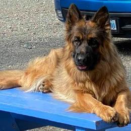 Dutch Shepherds and German Shepherds from Loves German Shepherds