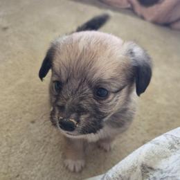 Toast - male Corgipoo puppy in Ellensburg, Washington from Dawn to Dusk Cockapoos