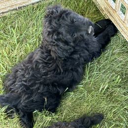 Aussiedoodle, Miniature Australian Shepherd, Poodle, and Toy Australian Shepherd Puppies from Mowry Creek Mini Aussiedoodles and More