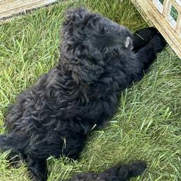 Aussiedoodle, Miniature Australian Shepherd, Poodle, and Toy Australian Shepherd Puppies from Mowry Creek Mini Aussiedoodles and More