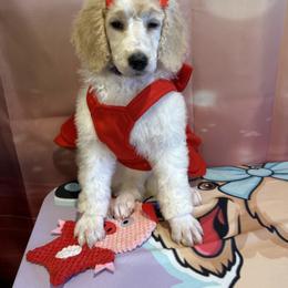 Sienna - Parti female Poodle puppy in Mobile, Alabama from Semmy’s Standard Poodle LLC