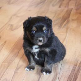 Winton - Black tri-color male Australian Shepherd puppy in Sonoita, Arizona from Gardner Canyon Kennels