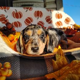 Winifred - Dapple female Dachshund puppy in Hudson, Michigan from Mittentail Kennel Miniature Dachshunds & Australian Shepherds