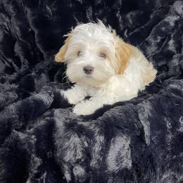 Elio - Morkie