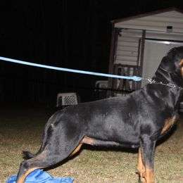 Raynn - Rottweiler