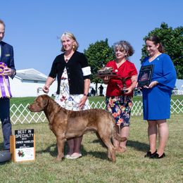 "Ruger" Chesapeake Bay Retriever All Grown Up from Shiloh Ridge Retrievers