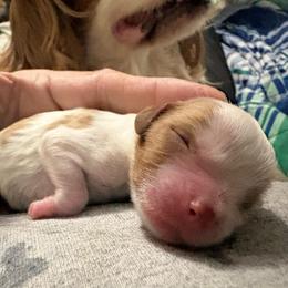 Luke - Blenheim male Cavalier King Charles Spaniel puppy in Walterboro, South Carolina from Puddlejumpers
