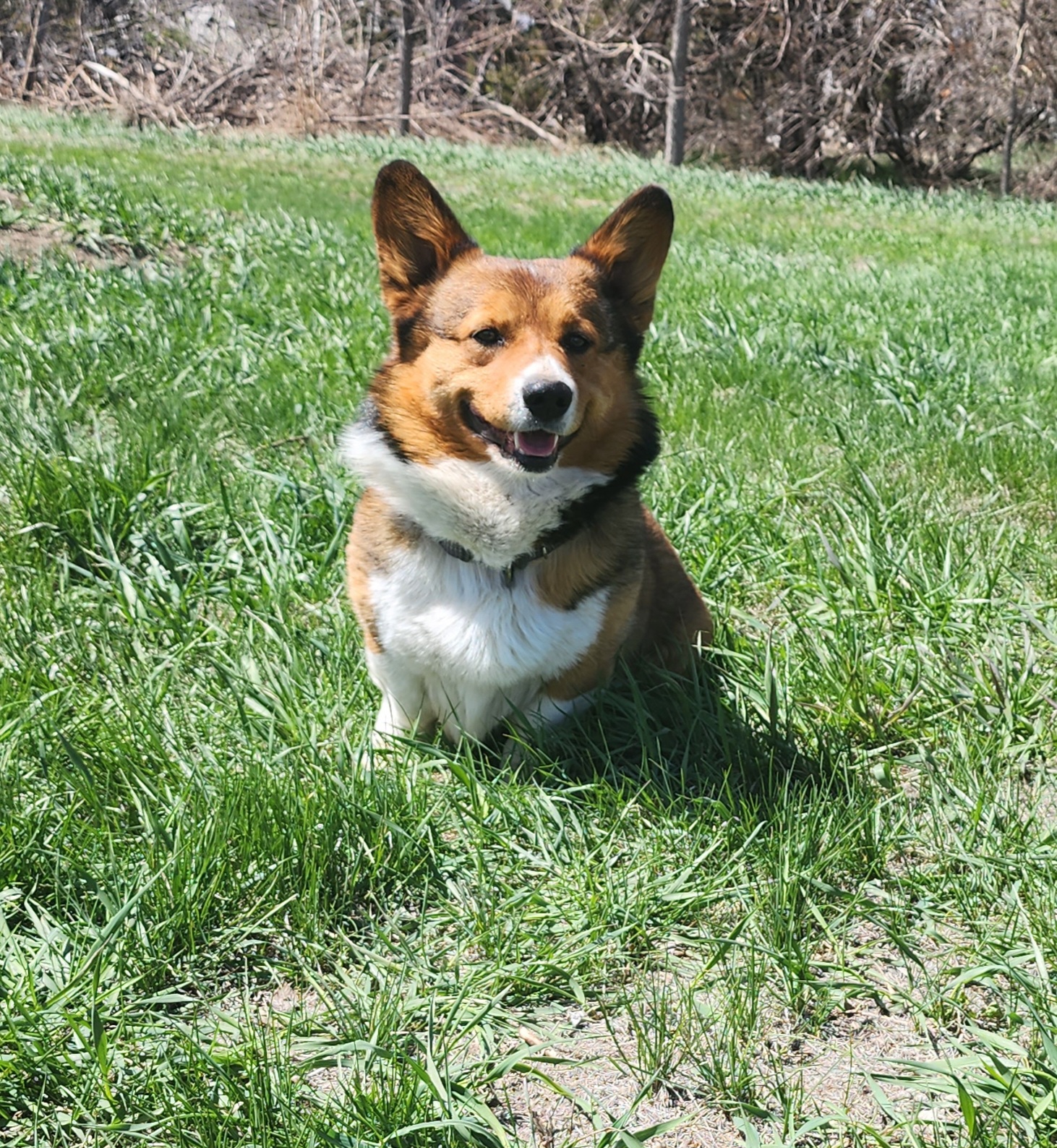 Dill - Pembroke Welsh Corgi