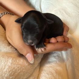 Syrax - Black & white female Australian Shepherd puppy in Kokomo, Indiana from North Central Aussies