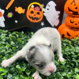 Boy 1 - Blue merle male Pomeranian puppy in Brentwood, California from Royalpawpoms