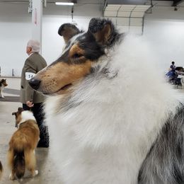 Val - Collie