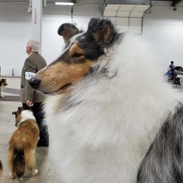 Val - Collie