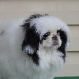 Perrey - Pekingese