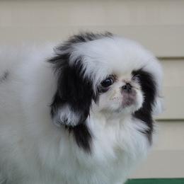 Perrey - Pekingese