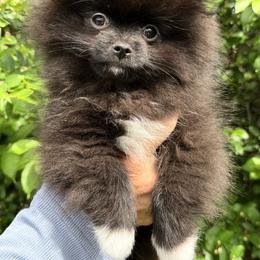 Cinnamons black mismark - Black male Pomeranian puppy in Fort Collins, Colorado from Gempoms