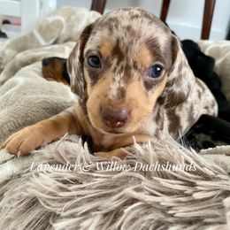 Dachshund Puppies from Lavender and Willow Dachshunds