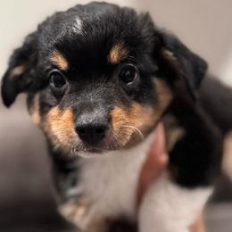 Miniature Australian Shepherds and Toy Australian Shepherds from Best Mini Aussies