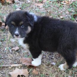 Norman - Black tri-color male Australian Shepherd puppy in Kansas, Oklahoma from Windy G Farm