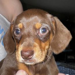 Dan - Chocolate and tan male Dachshund puppy in Nevada, Missouri from Lee's Backroad Fur Babies