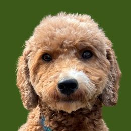 Molly - Goldendoodle