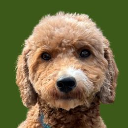 Molly - Goldendoodle