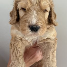 Bernedoodle Puppies from Triple W Doodles
