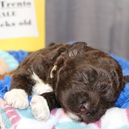 Lagotto Romagnolo Puppies from Royal and Loyal Lagotto Romagnolo
