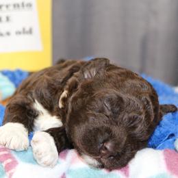 Lagotto Romagnolo Puppies from Royal and Loyal Lagotto Romagnolo