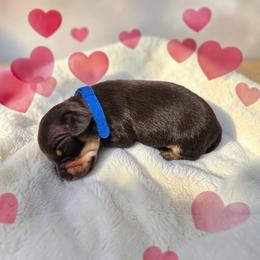 Toby - Chocolate and tan male Dachshund puppy in Alvin, Texas from Cosson's Dachshunds of Alvin