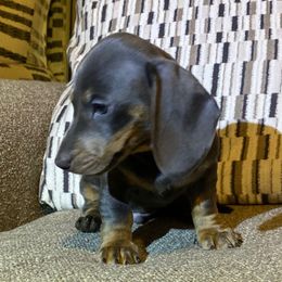 Silver - Blue and cream male Dachshund puppy in Tucson Estates, Arizona from Summit Farm
