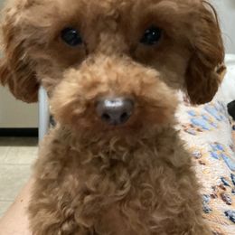 Poodle Puppies from House of  Red Toy Poodles