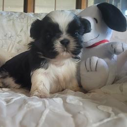 Tiny Ying yang - Black and white male Shih Tzu puppy in Ontario, Oregon from Keeper of the Stars