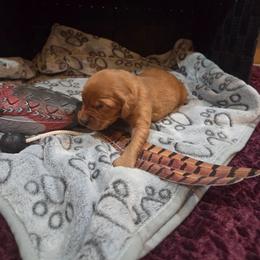Orange - Golden female Golden Retriever puppy in Lewiston, Idaho from Three Rivers Golden Retrievers