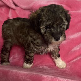 Lulu - Cafe au lait female Poodle puppy in Sarasota, Florida from Paradise Poodles