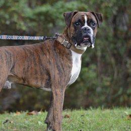 Boxers from Wilson Family Boxers