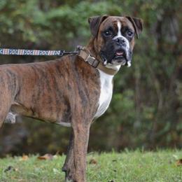Boxers from Wilson Family Boxers