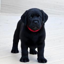 Mr. Red Stormi-Bosley - Black male Labrador Retriever puppy in Pasco, Washington from ROCK CREEK LABRADORS Pasco, WA