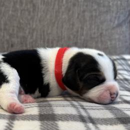 Red Collar - Black white and tan male Beagle puppy in Princeton, Minnesota from Thor’s Beagles & Maha’s Staffy