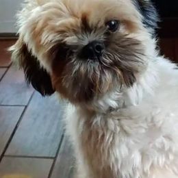 Shih Tzus from NA