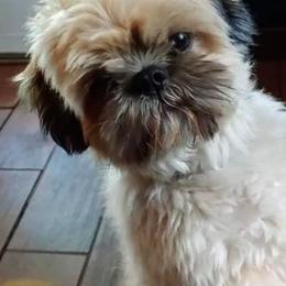 Shih Tzus from NA