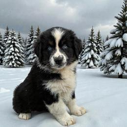 Arlo Brhlmaier - Black tri-color male Australian Shepherd puppy in Statesville, North Carolina from Charming Australian Shepherds
