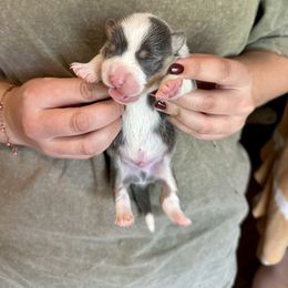 Blue boy 2 - Blue male Pembroke Welsh Corgi puppy in Clinton, Tennessee from High Hopes Farm