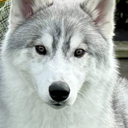 Plushie - Siberian Husky